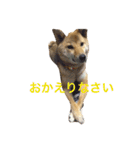 愛犬みかんちゃん（個別スタンプ：6）