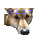愛犬みかんちゃん（個別スタンプ：7）