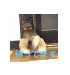 愛犬みかんちゃん（個別スタンプ：8）