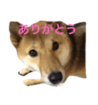 愛犬みかんちゃん（個別スタンプ：11）