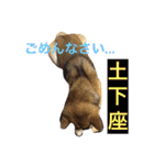 愛犬みかんちゃん（個別スタンプ：12）