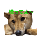 愛犬みかんちゃん（個別スタンプ：13）