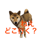 愛犬みかんちゃん（個別スタンプ：14）