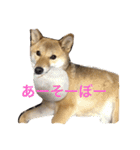 愛犬みかんちゃん（個別スタンプ：15）