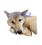 愛犬みかんちゃん（個別スタンプ：16）