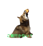 愛犬みかんちゃん（個別スタンプ：17）