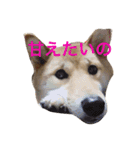 愛犬みかんちゃん（個別スタンプ：19）