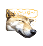愛犬みかんちゃん（個別スタンプ：20）