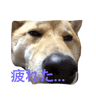 愛犬みかんちゃん（個別スタンプ：22）