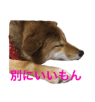 愛犬みかんちゃん（個別スタンプ：23）