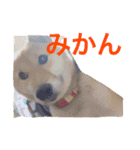 愛犬みかんちゃん（個別スタンプ：24）