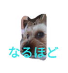 reoreoreochan2（個別スタンプ：2）