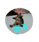 reoreoreochan2（個別スタンプ：4）
