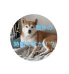 我が家のハルちゃん（個別スタンプ：1）