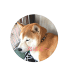 我が家のハルちゃん（個別スタンプ：3）