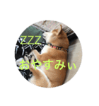我が家のハルちゃん（個別スタンプ：4）
