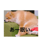 ポロ＆トイ（個別スタンプ：3）