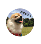 ポロ＆トイ（個別スタンプ：5）