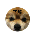 ポロ＆トイ（個別スタンプ：6）