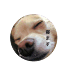 ポロ＆トイ（個別スタンプ：7）