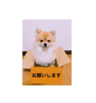 ポロ＆トイ（個別スタンプ：9）
