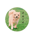 ポロ＆トイ（個別スタンプ：12）