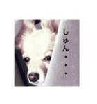 ポロ＆トイ（個別スタンプ：14）