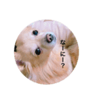 ポロ＆トイ（個別スタンプ：15）