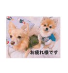 ポロ＆トイ（個別スタンプ：16）