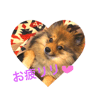 pomeranian リリのきもち3（個別スタンプ：1）