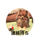 pomeranian リリのきもち3（個別スタンプ：2）