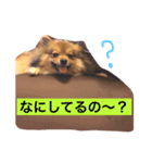 pomeranian リリのきもち3（個別スタンプ：7）