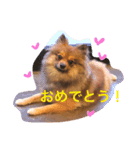 pomeranian リリのきもち3（個別スタンプ：8）