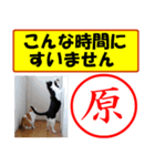 はんこだポン原様用、顔文字と猫写真付（個別スタンプ：19）