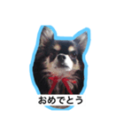 犬の小太郎（個別スタンプ：5）