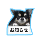 犬の小太郎（個別スタンプ：7）