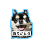 犬の小太郎（個別スタンプ：8）