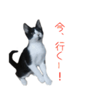 猫と犬、ときどき兎（個別スタンプ：9）