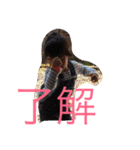 蒼乃1（個別スタンプ：12）