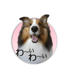 愛犬シェルティあこちゃんのスタンプ（個別スタンプ：1）