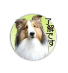 愛犬シェルティあこちゃんのスタンプ（個別スタンプ：14）