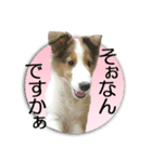 愛犬シェルティあこちゃんのスタンプ（個別スタンプ：19）