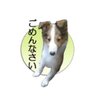 愛犬シェルティあこちゃんのスタンプ（個別スタンプ：25）