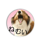 愛犬シェルティあこちゃんのスタンプ（個別スタンプ：38）