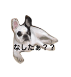 うちのわんこたち♡（個別スタンプ：1）