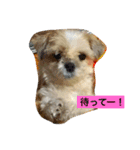 愛犬 シーズー みるく（個別スタンプ：2）