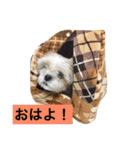 愛犬 シーズー みるく（個別スタンプ：4）