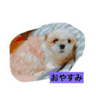 愛犬 シーズー みるく（個別スタンプ：7）