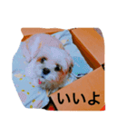 愛犬 シーズー みるく（個別スタンプ：16）