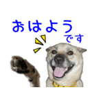 Dog-mei3（個別スタンプ：1）